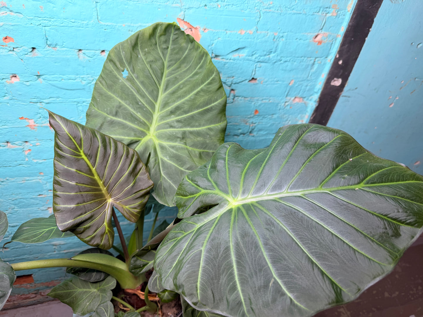 Alocasia Regal Shield 10”
