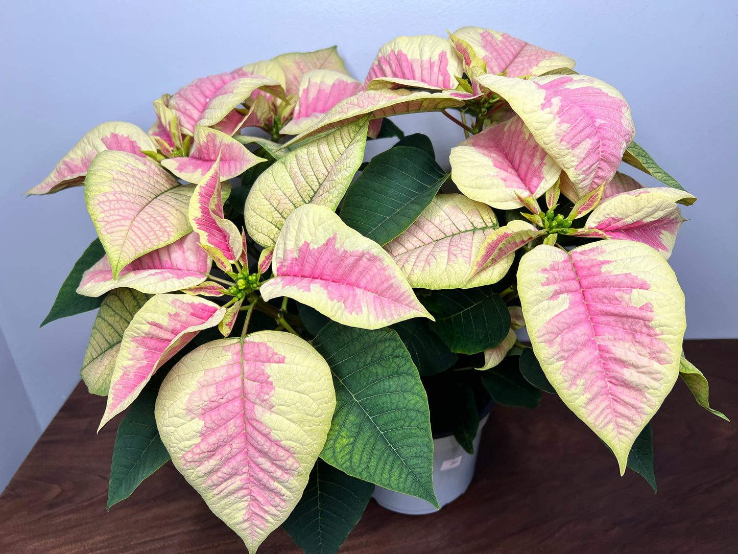 Poinsettia 6”Pink variegated