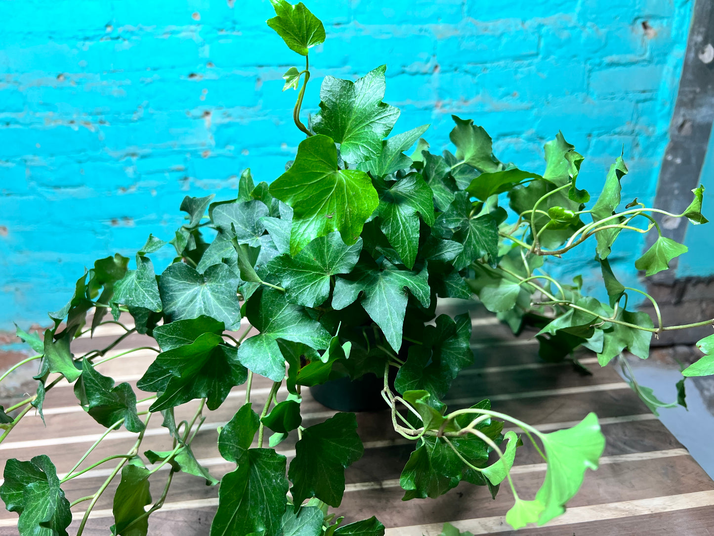 Ivy 6”