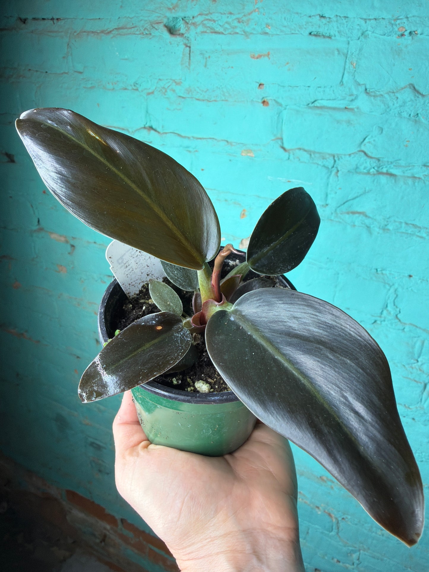 Philodendron Imperial Red  4”