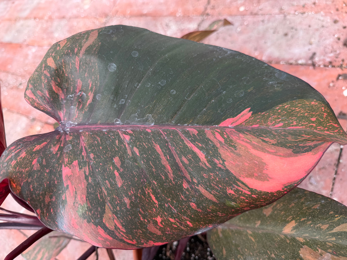 Philodendron Orange Princess 8”
