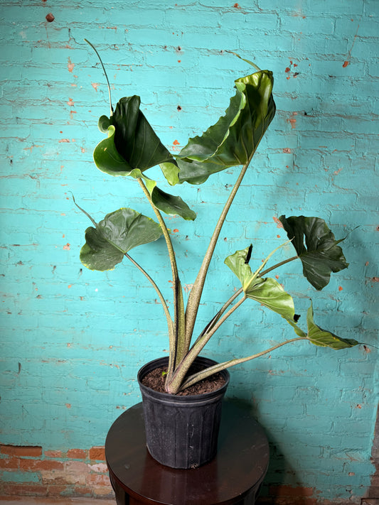 Alocasia Stingray 10”