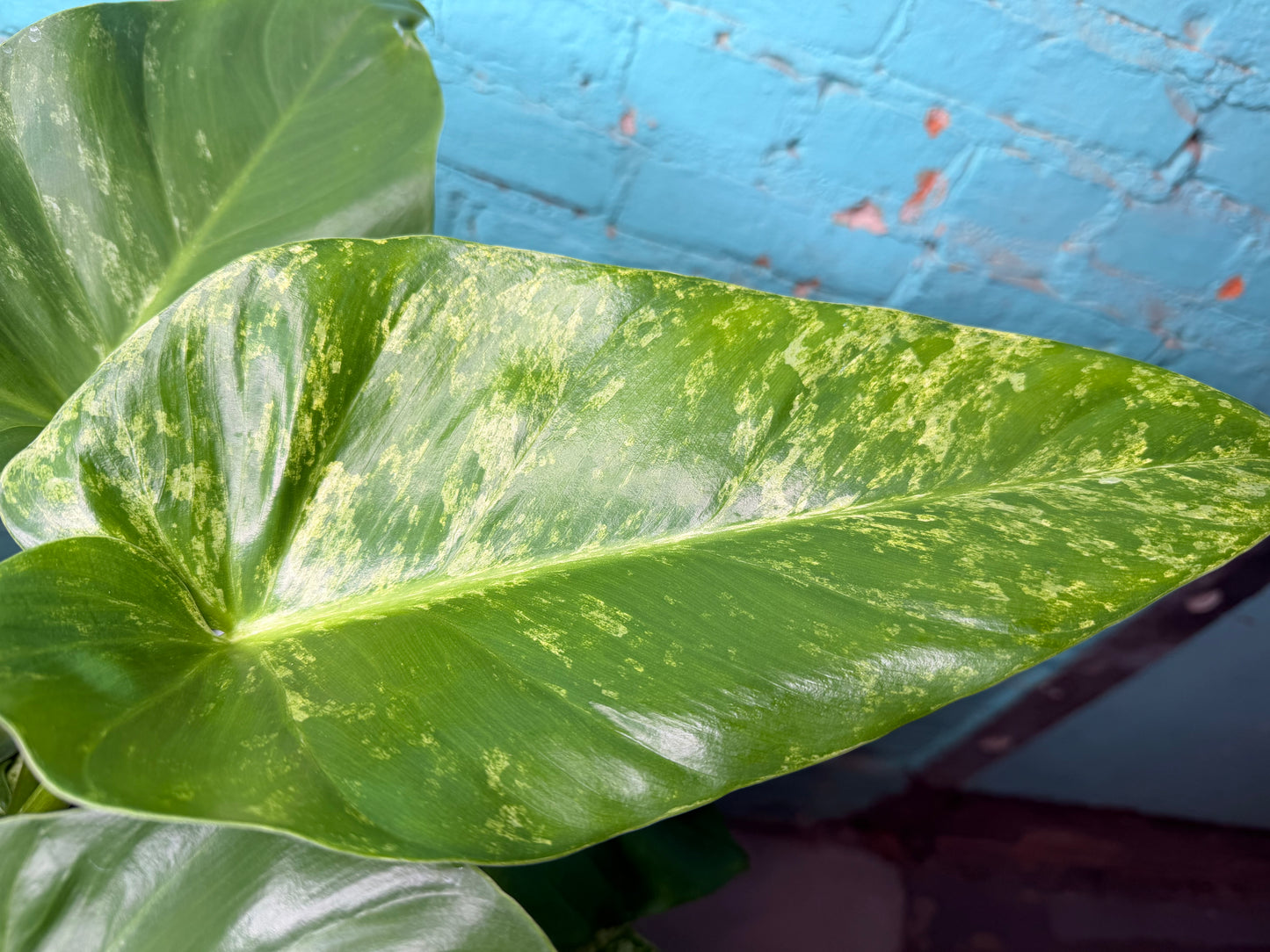 Philodendron Giganteum Blizzard 10”