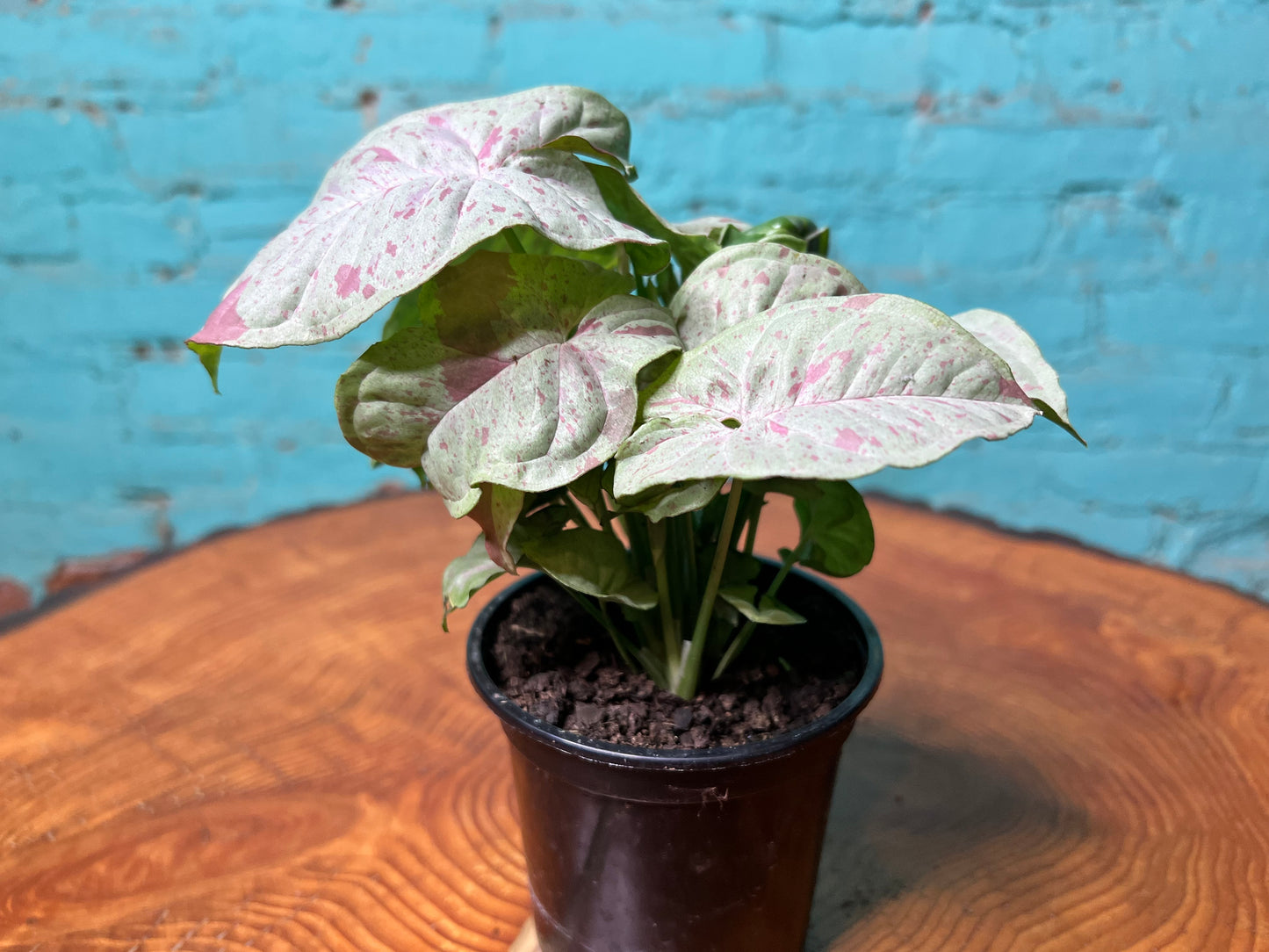 Syngonium Pink confetti