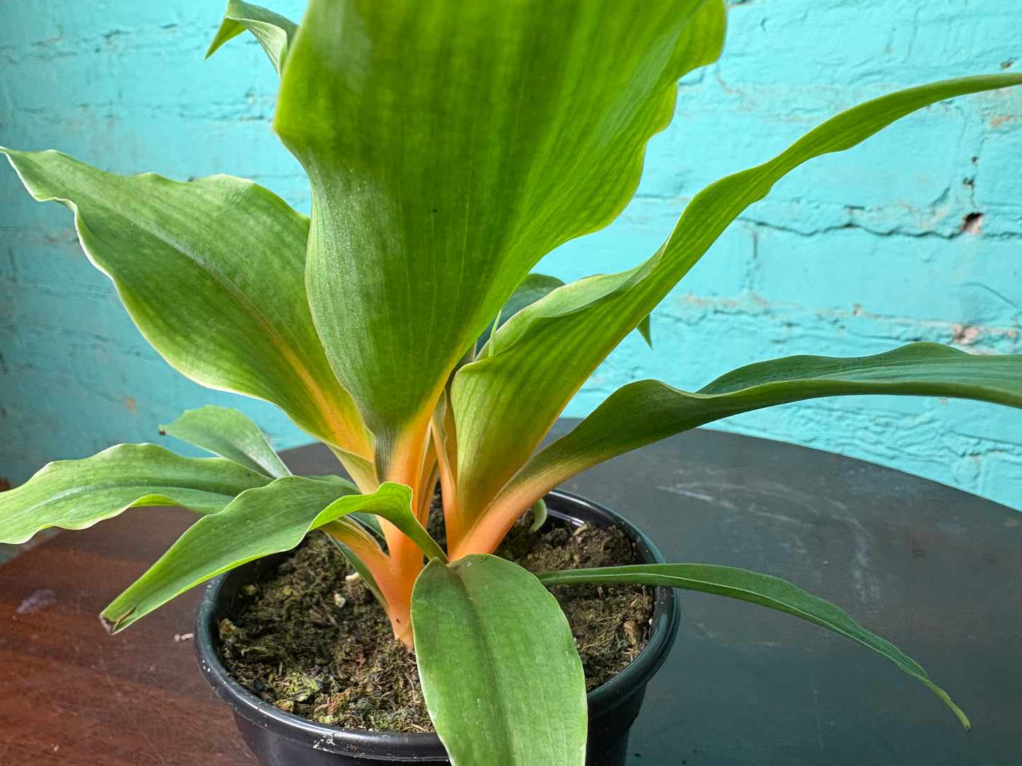 Chlorophytum Mandarin - Spider Plant 4”