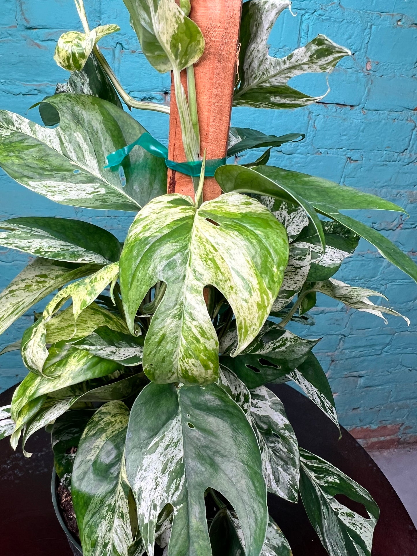 Epipremnum Pinnatum Marble Flame 6” totem