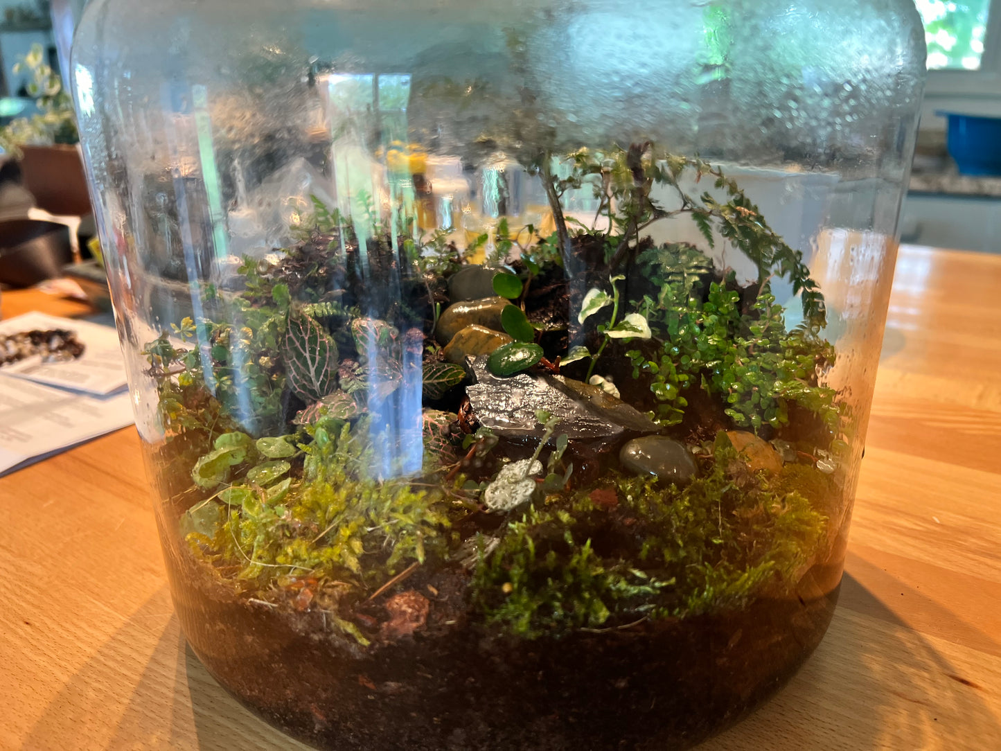 Terrarium build 14”