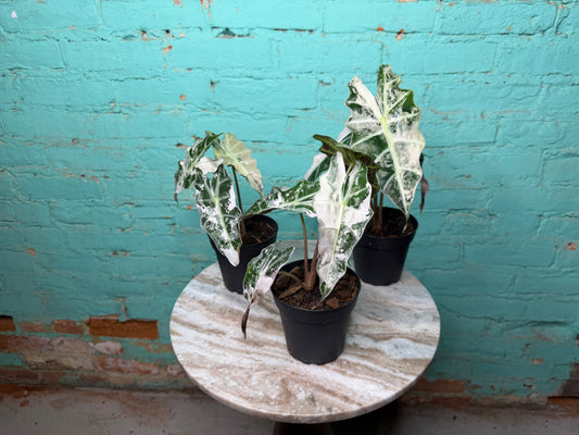 Alocasia Pink Polly 4” (Not TC)