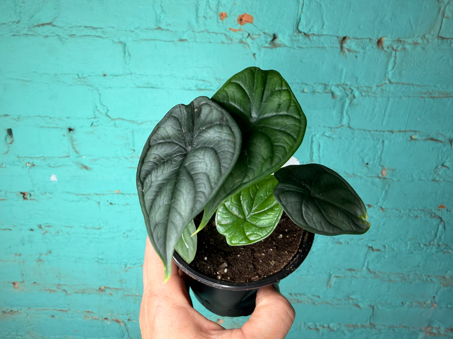 Alocasia Dragon Scale 4”