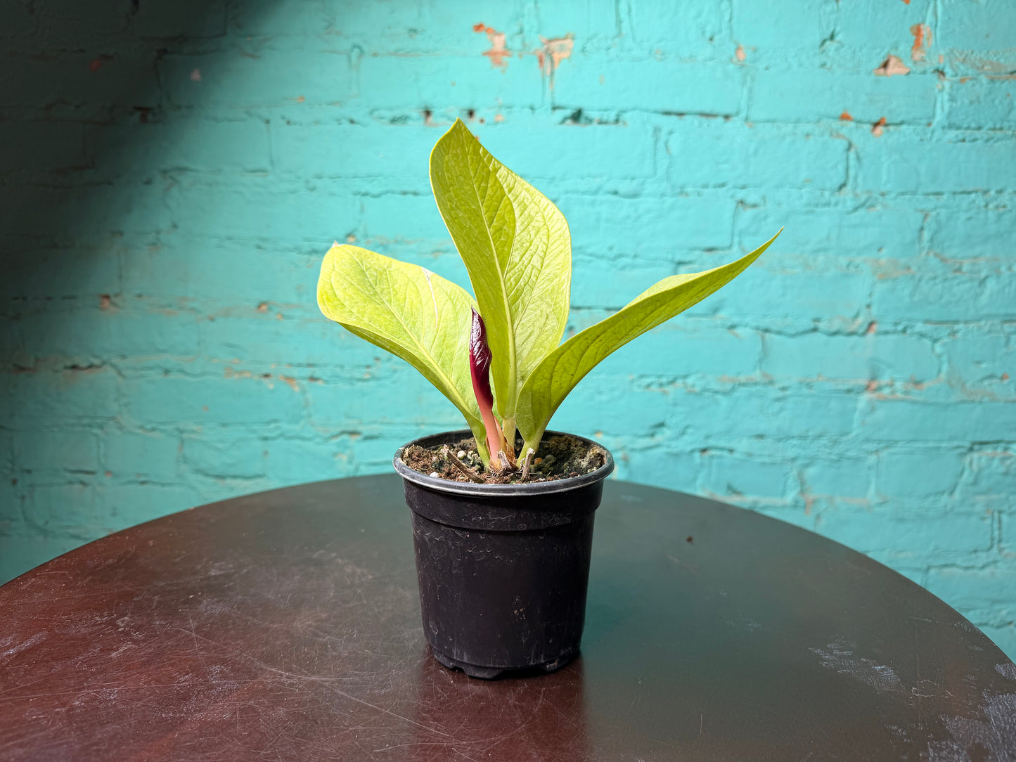 Anthurium ‘King of Kings’ 4”