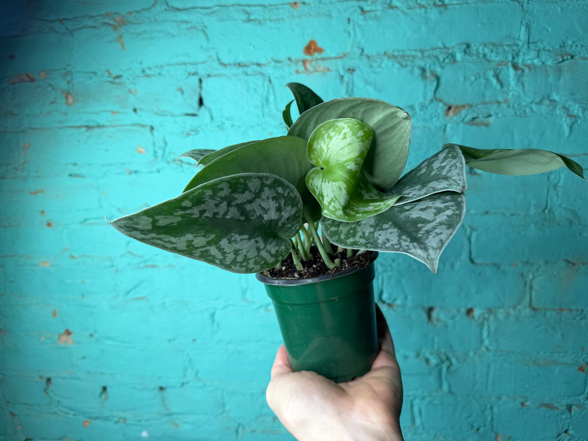 Scindapsus Pictus (Satin Pothos) 4”