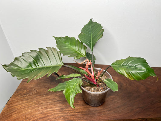 Philodendron Choco Empress