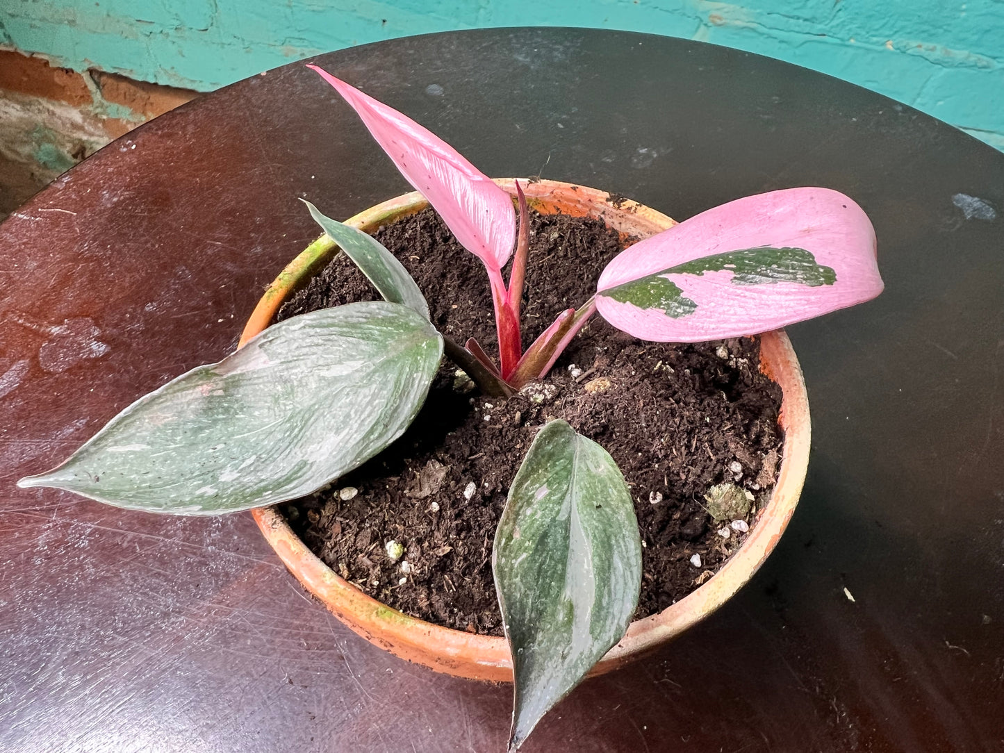 Philodendron Pink Marble Princess 4” (Clay)