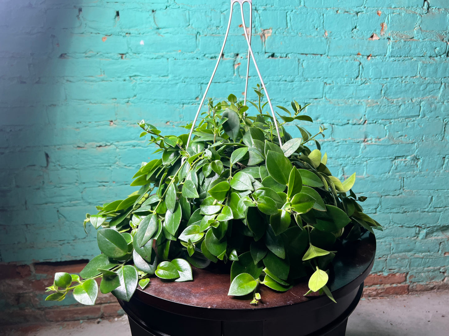 Lipstick Plant- Red 8” basket