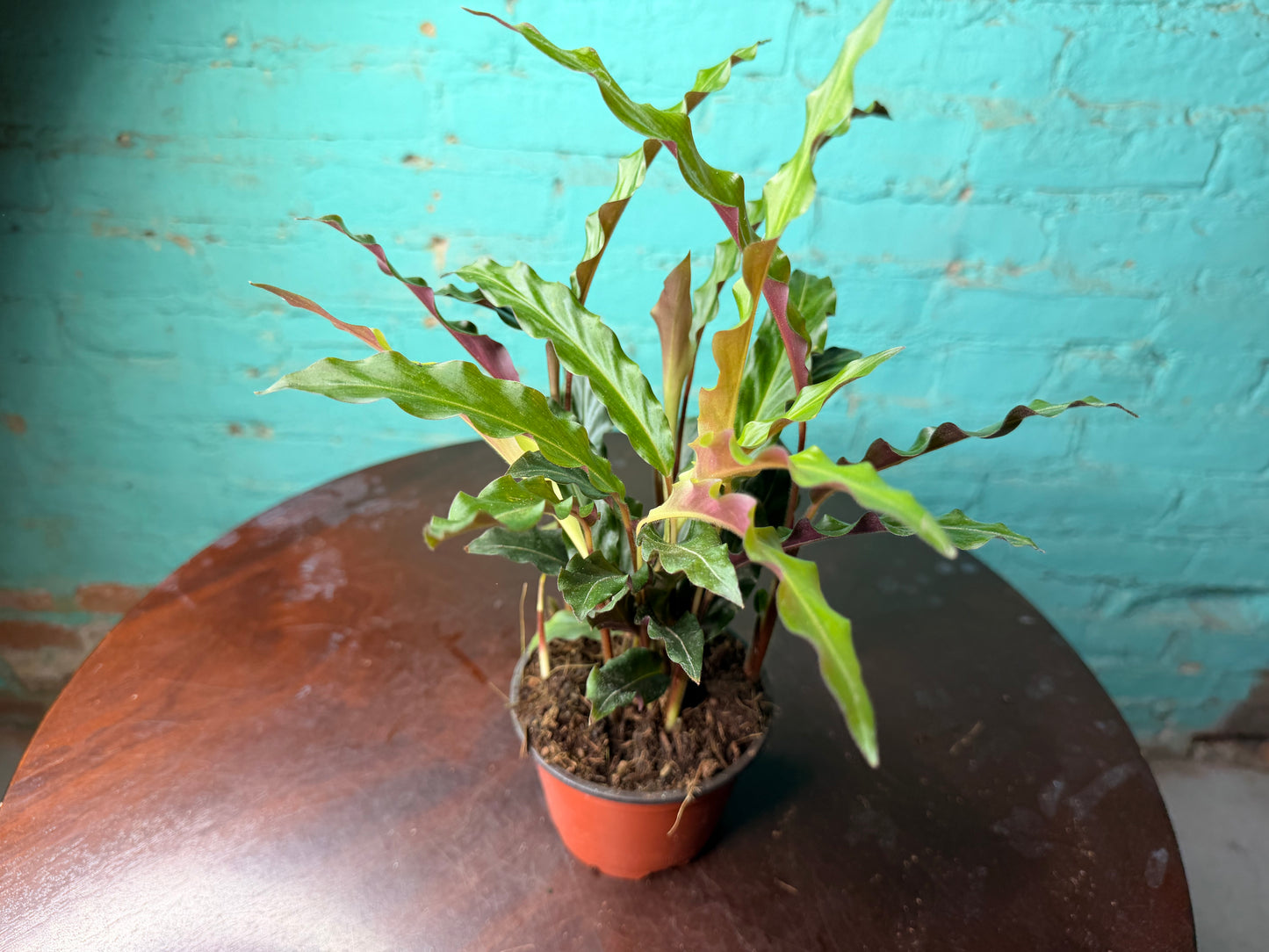 Calathea Furry Feather 4”