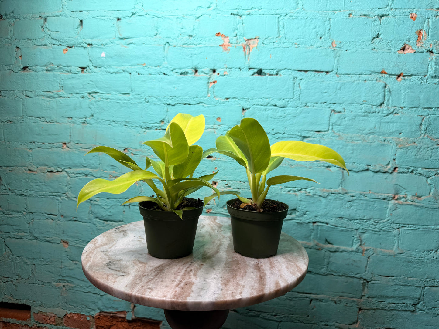 Philodendron Moonlight 4”