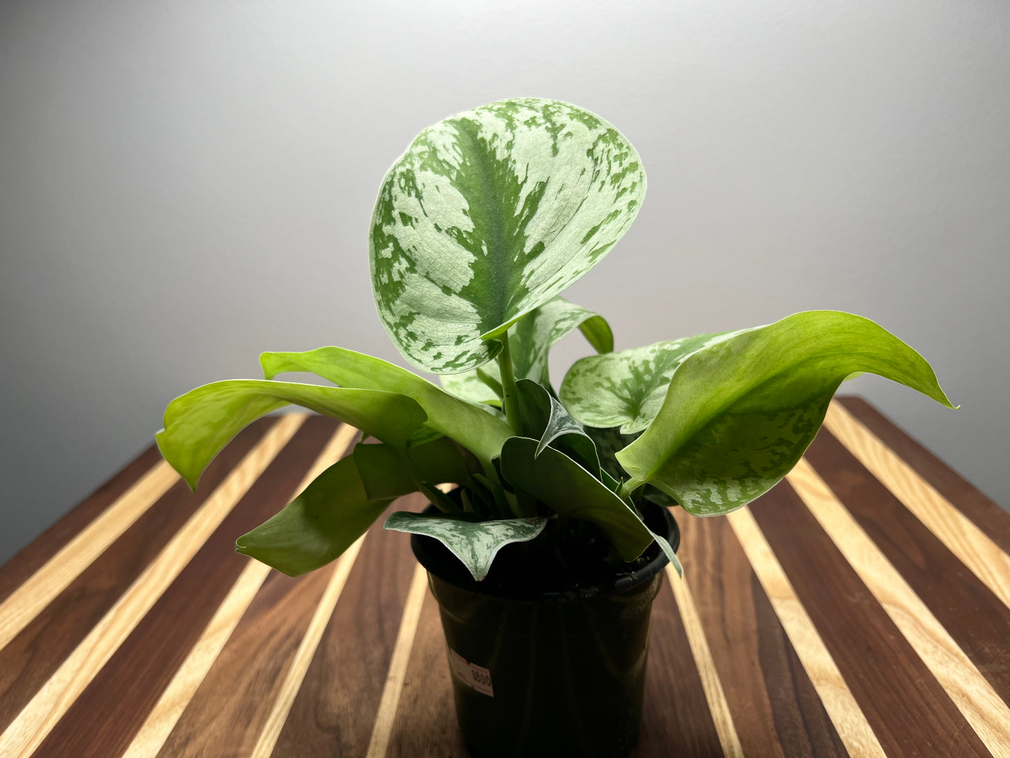 Scindapsus Pictus (Satin Pothos)