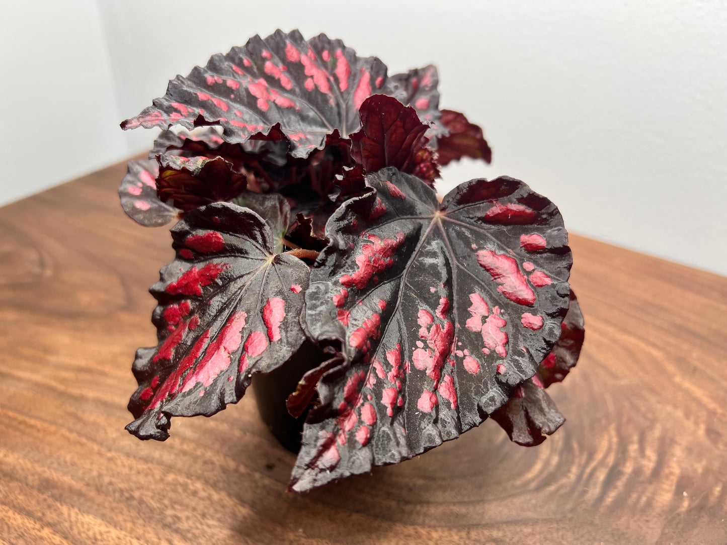 Begonia 'Helen Teupel'