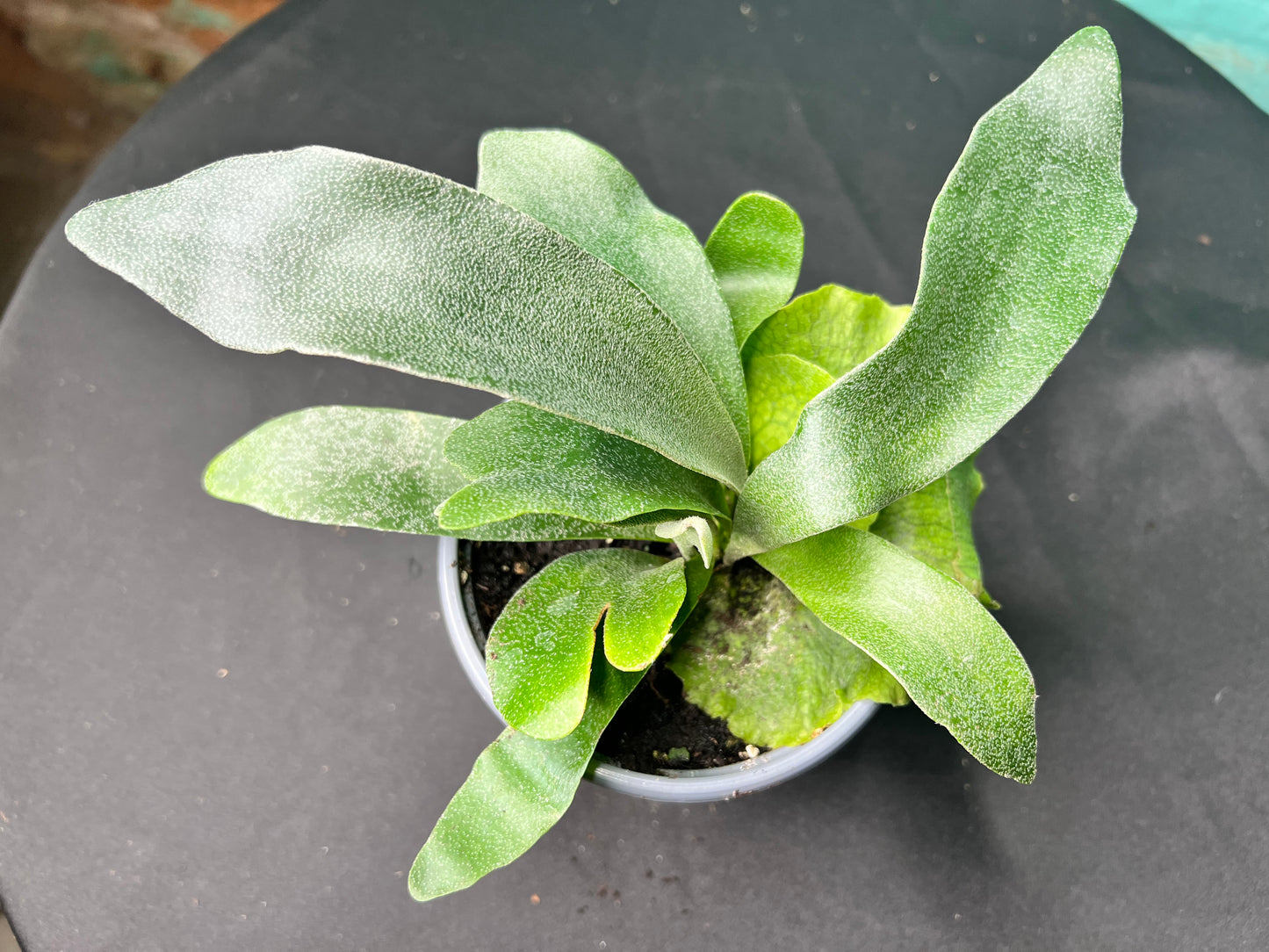 Staghorn fern 4”