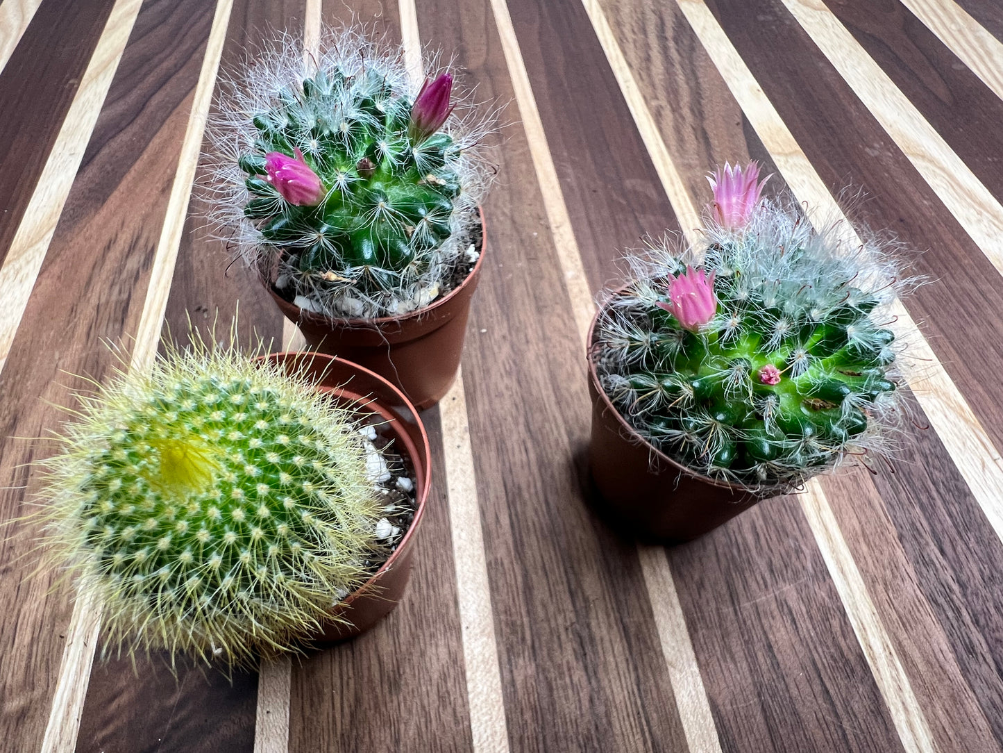 Cactus and aloe  2” (each)