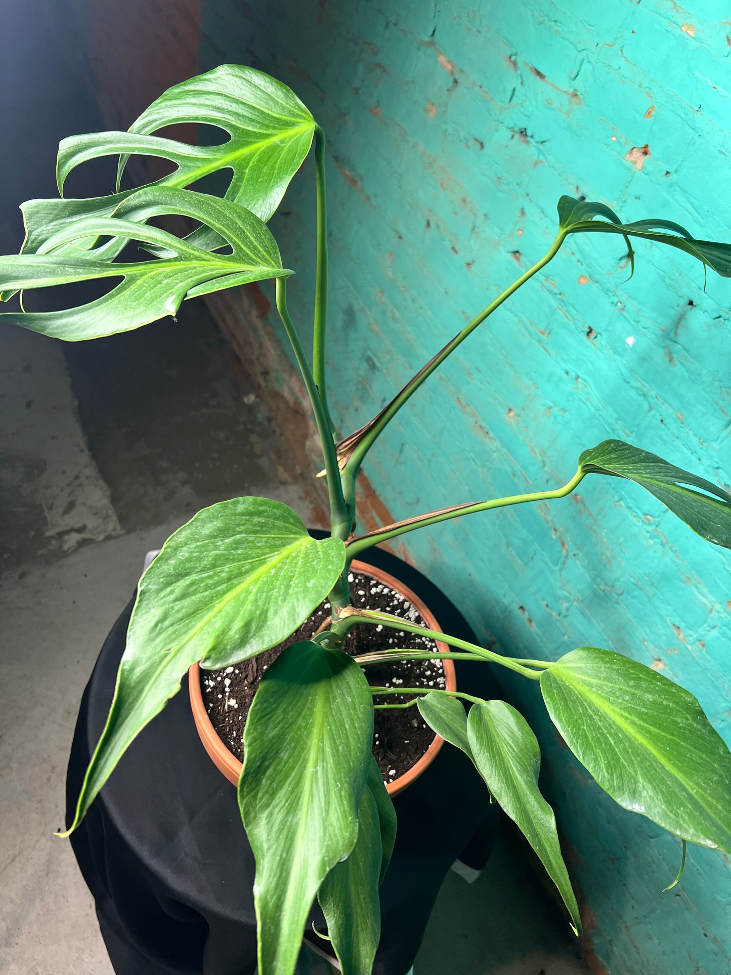 Monstera Burle Marx Flame -Clay