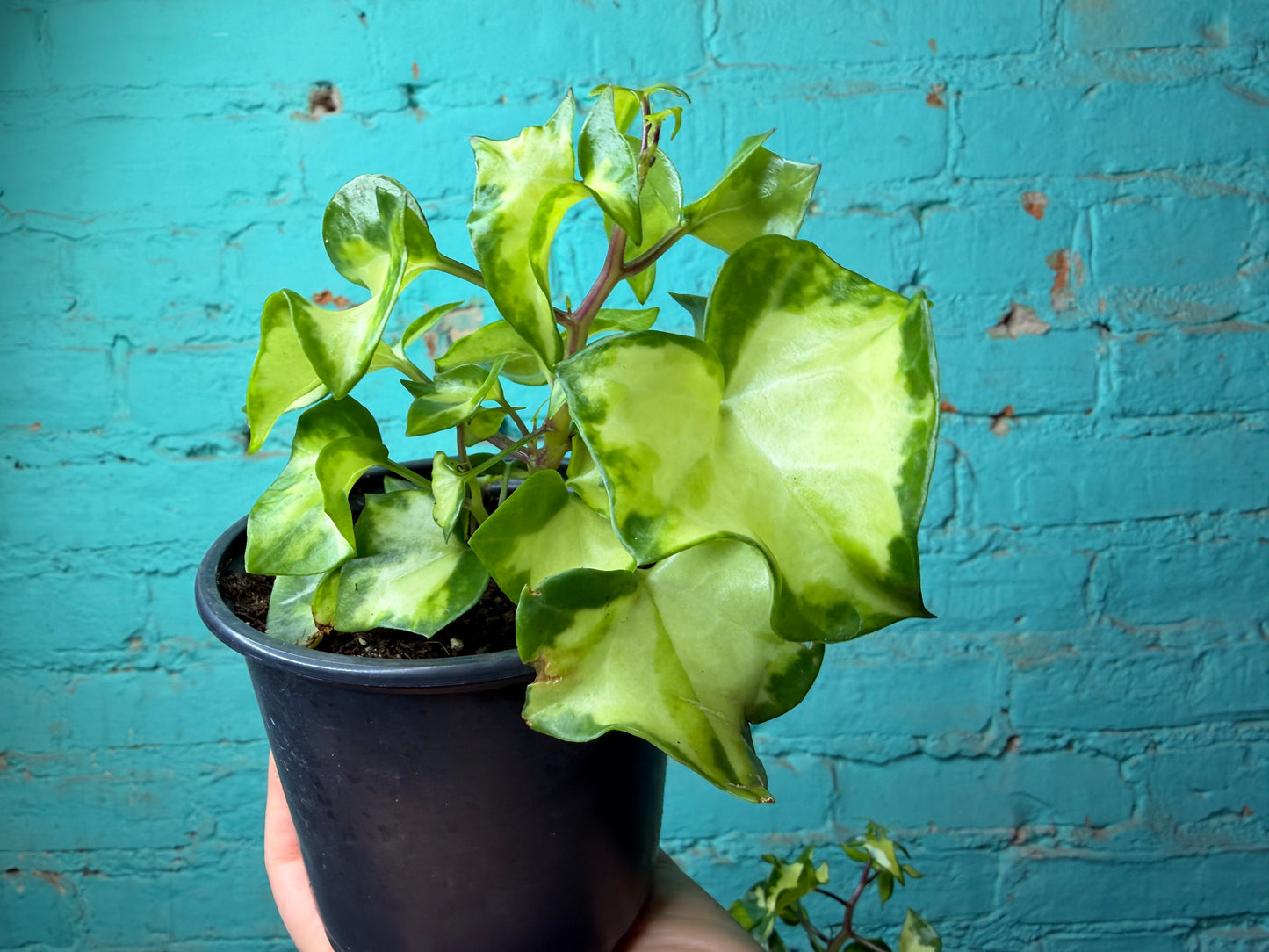 Wax Ivy 4”