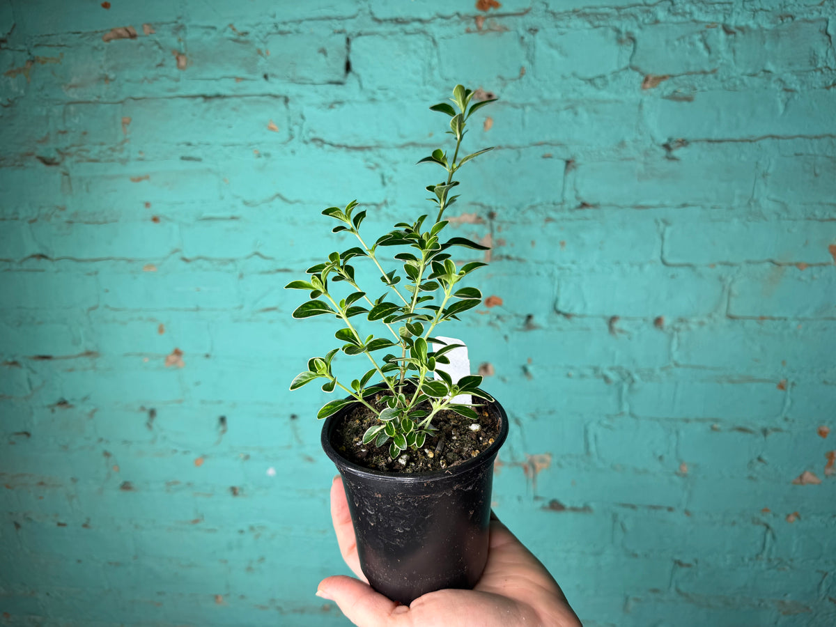 Serissa Japonica Variegated 4”