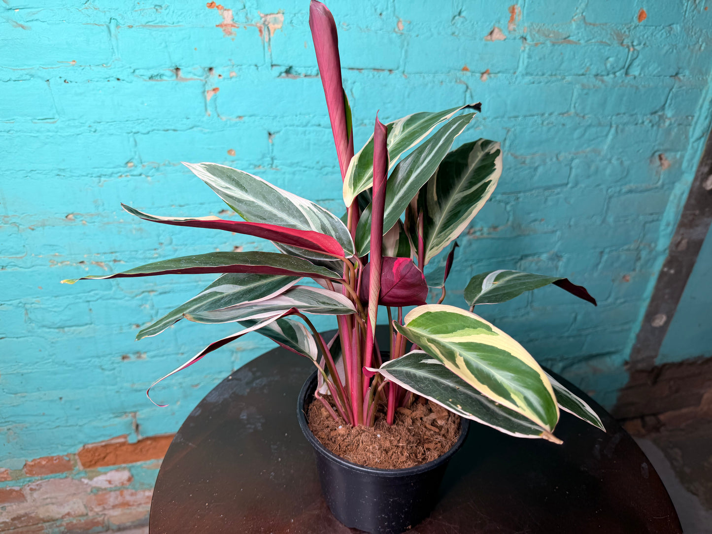 Stromanthe-Triostar 6”