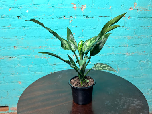 Aglaonema Peacock 4”