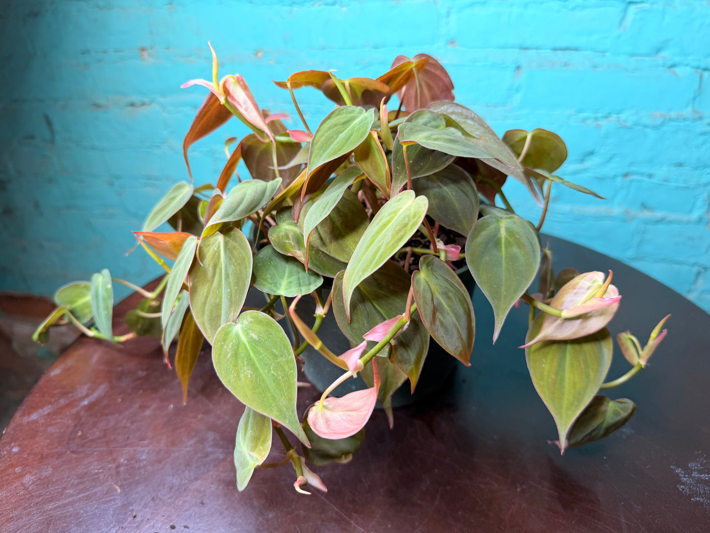 Philodendron Mican 6”