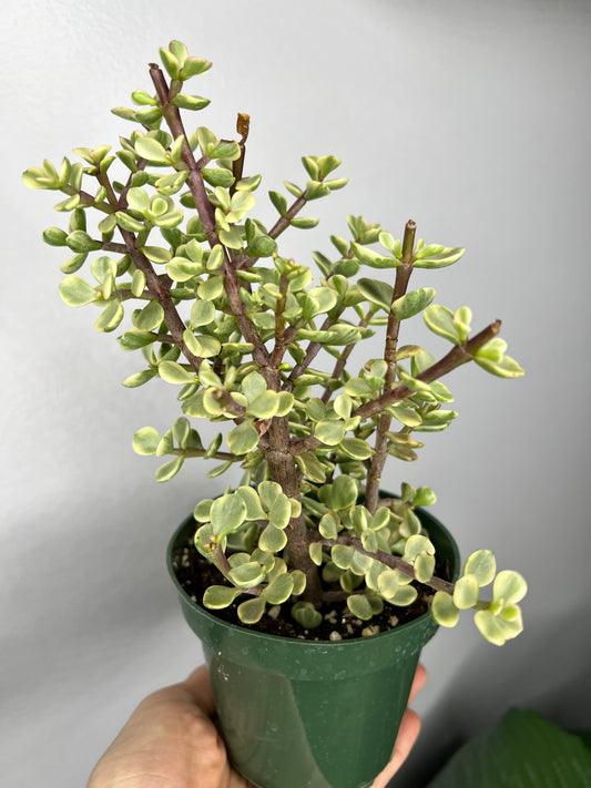 Elephant bush