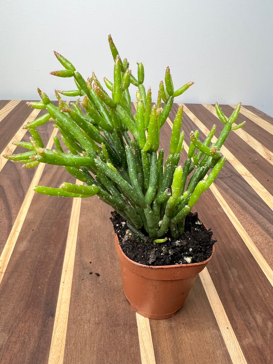Rhipsalis (Mistletoe Cactus) 2”