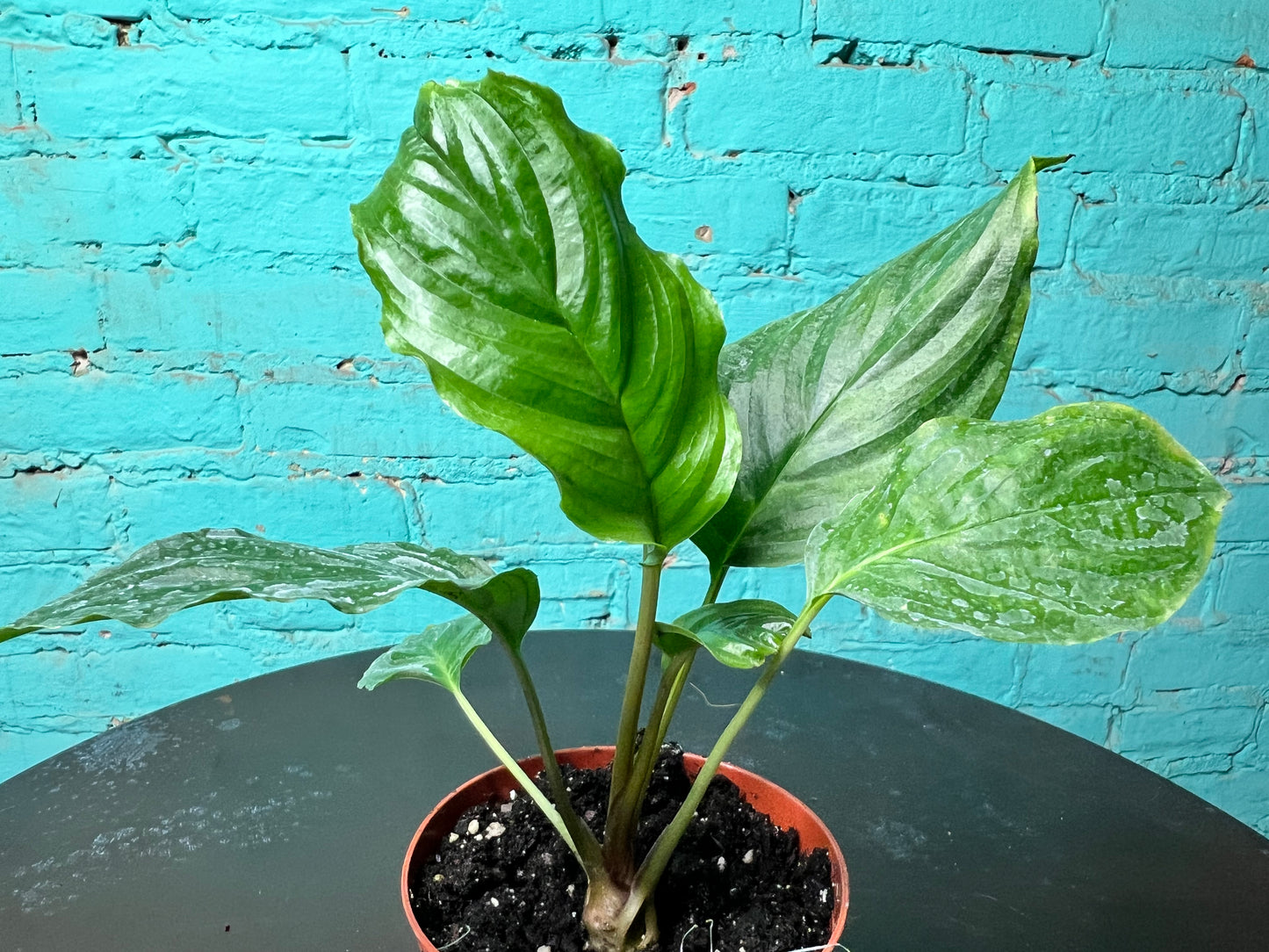 Tacca Chantrieri (Bat Plant) 4”