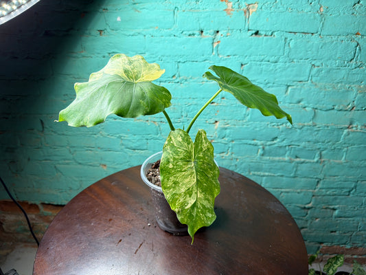 Alocasia Gageana Aurea Variegated 6”