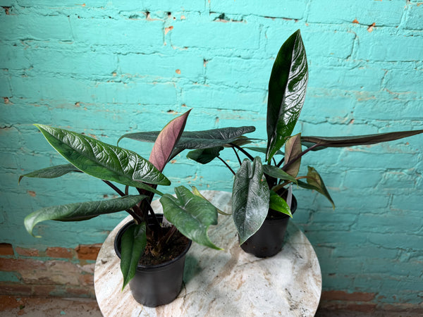 Alocasia scalprum 4”