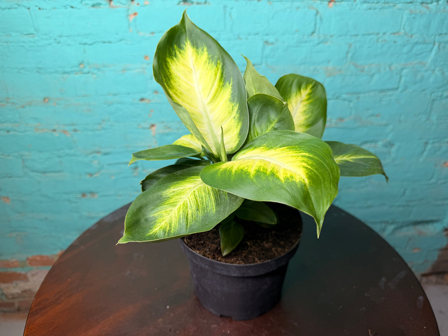Dieffenbachia Honeydew 6”