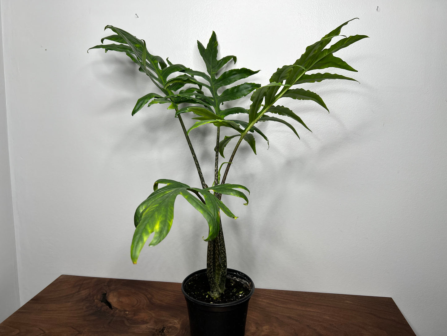 Alocasia Brancifoila