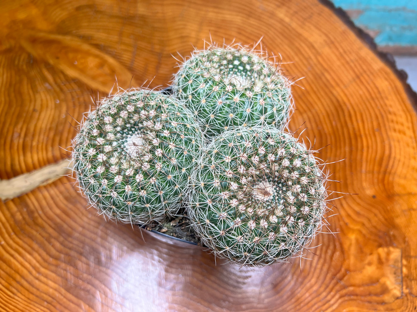 Nolocactus Elegans cactus 6”