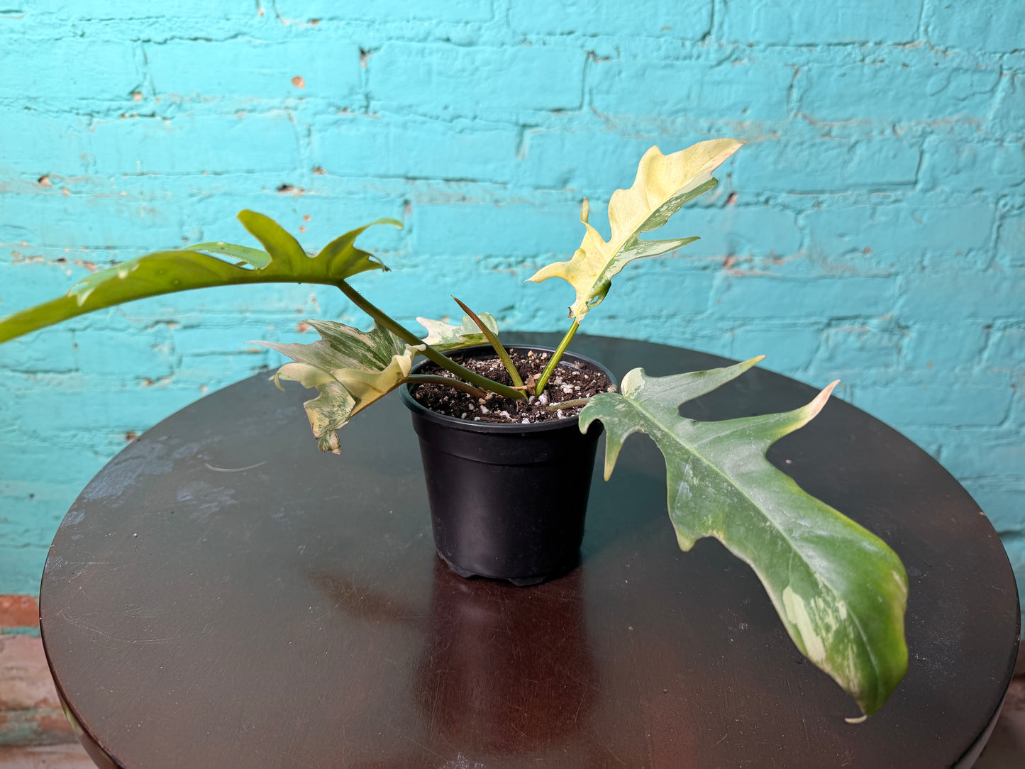 Philodendron Flobe x Tortum 4”