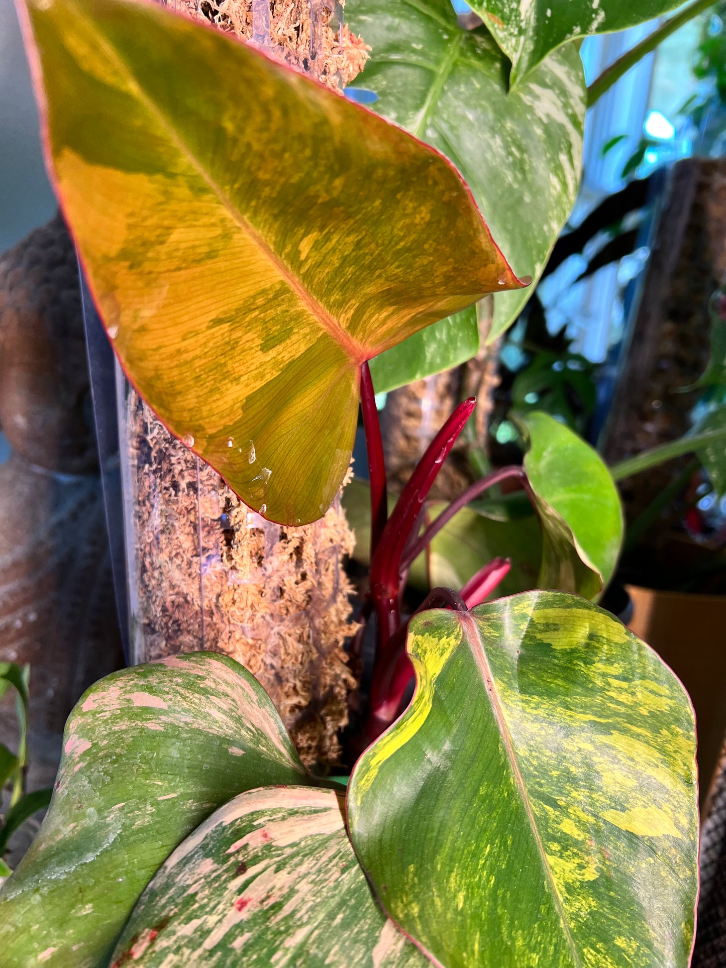 Philodendron-Strawberry Milkshake