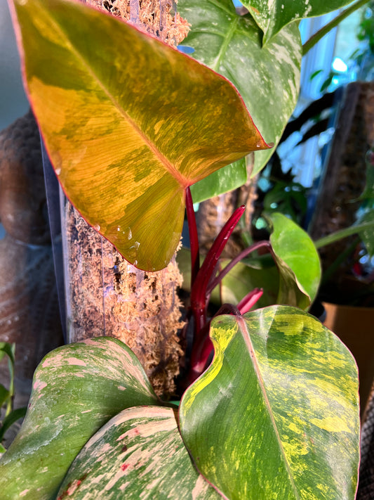 Philodendron-Strawberry Milkshake