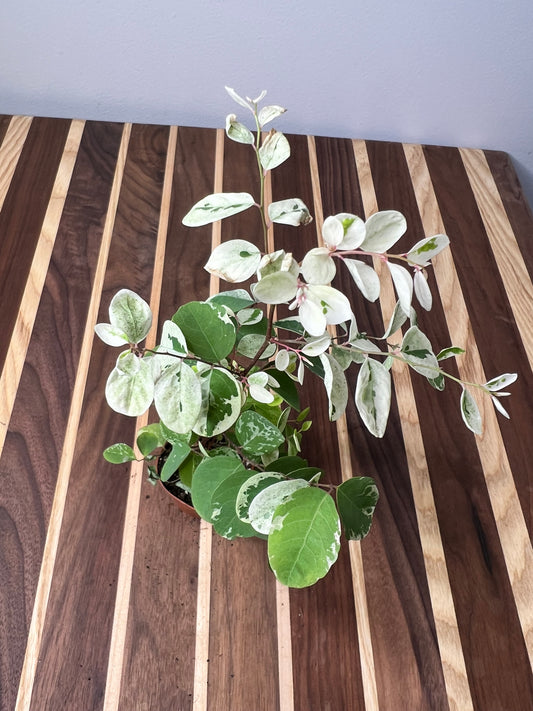 Breynia disticha (Snow Bush)