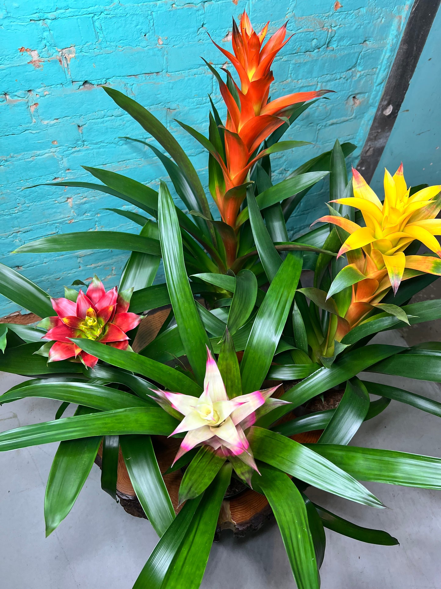 Bromeliad 6”