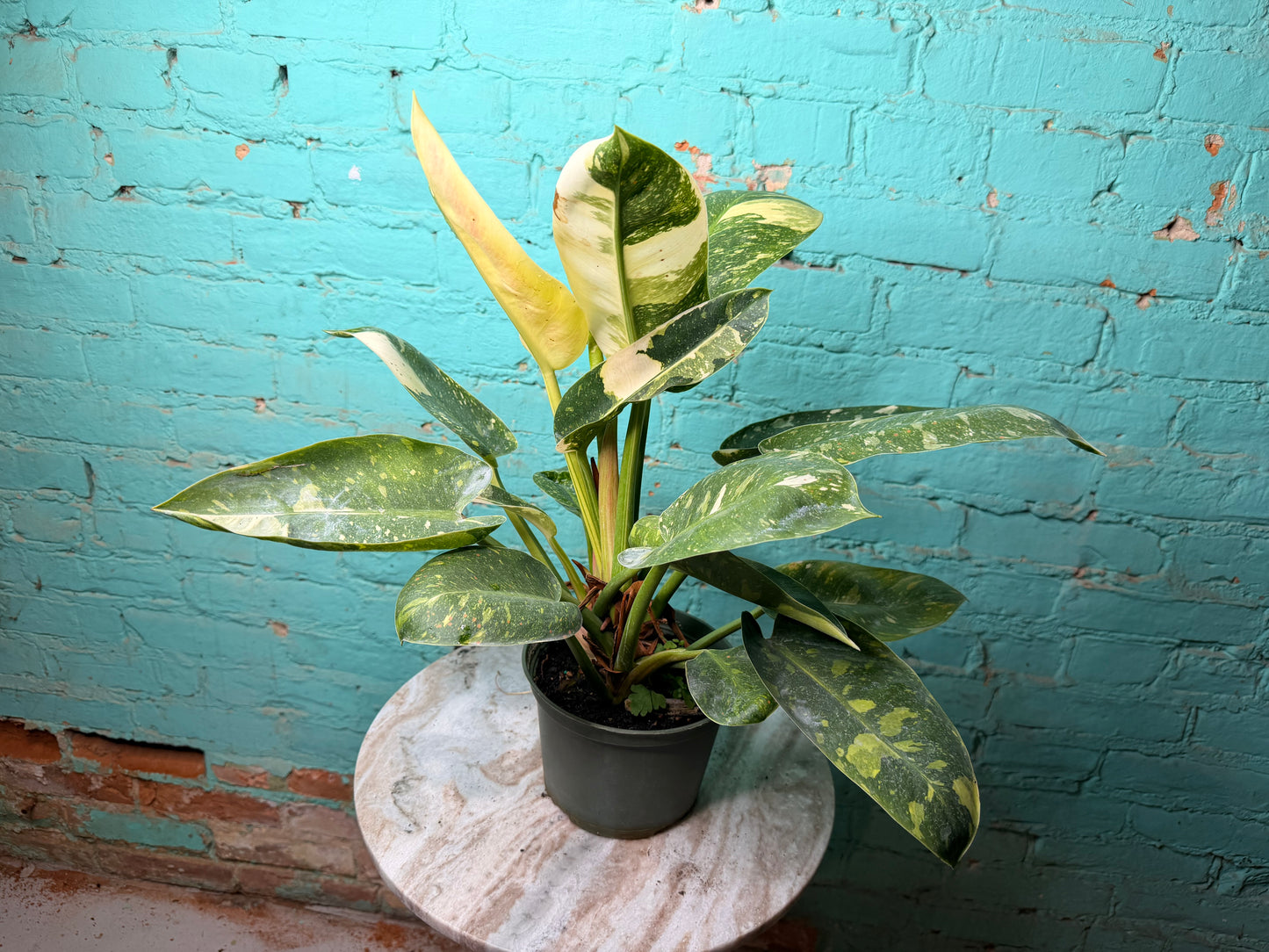 Philodendron Congo Nuclear Variegated 6”