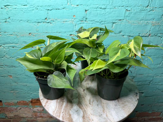 Philodendron Brasil 4”