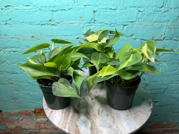 Philodendron Brasil 4”