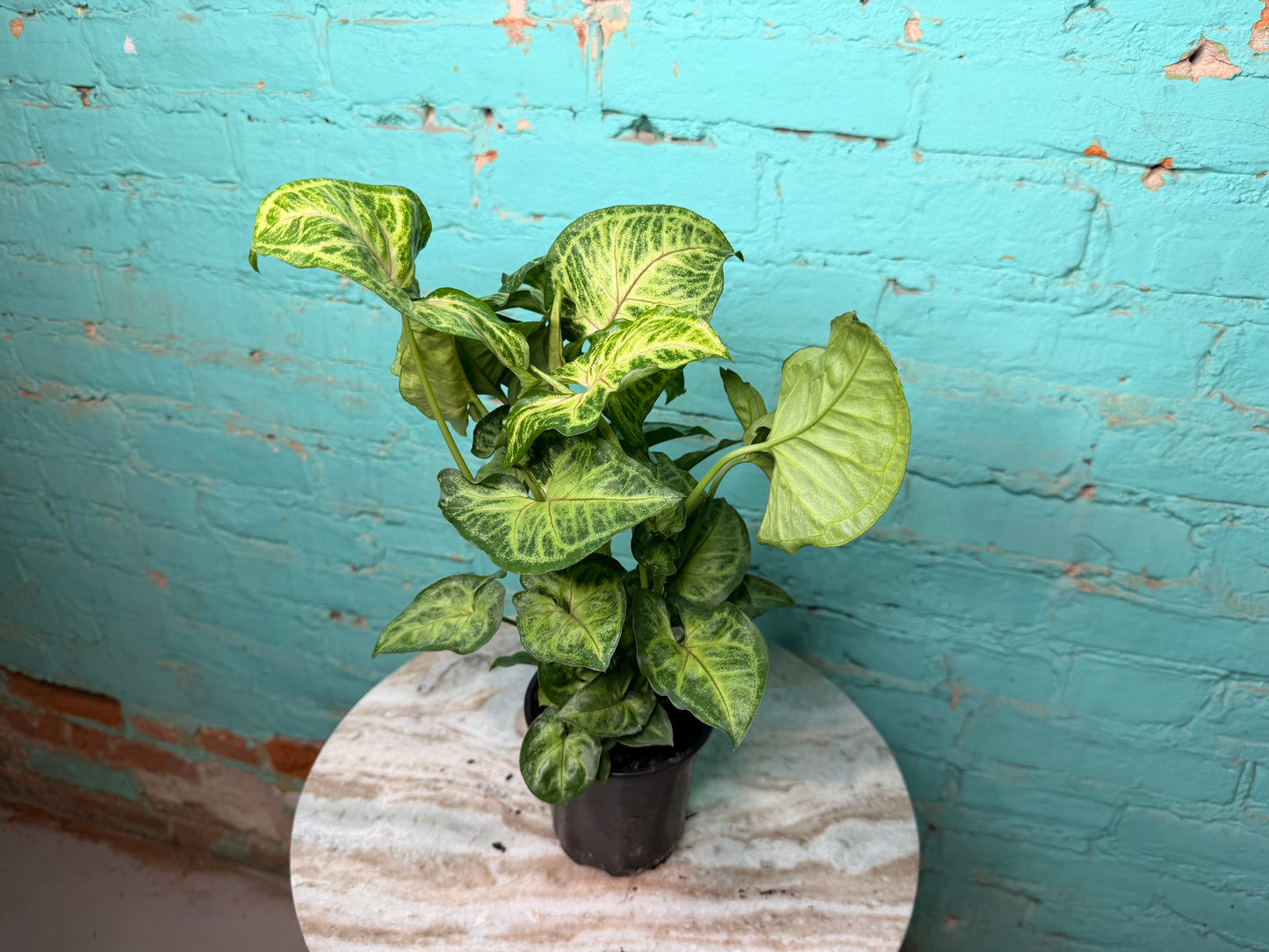 Syngonium ‘Batik’