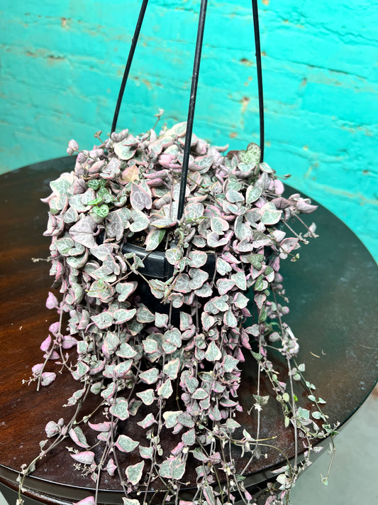 Variegated String of Hearts basket