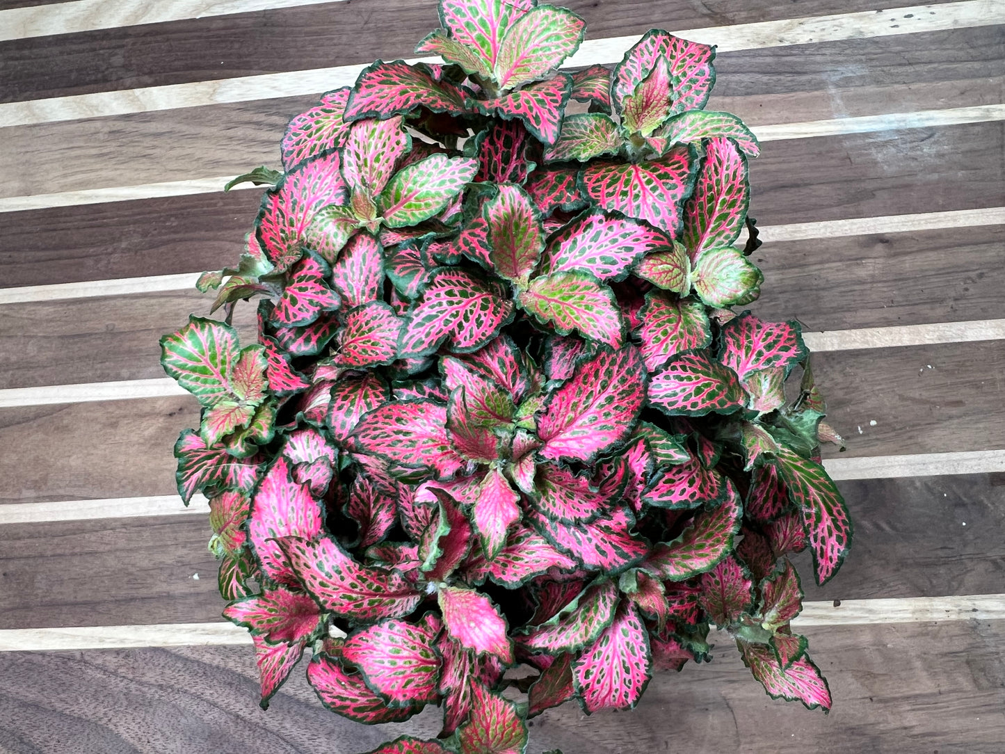 Fittonia Verschsffeltii Forest Flame 4”