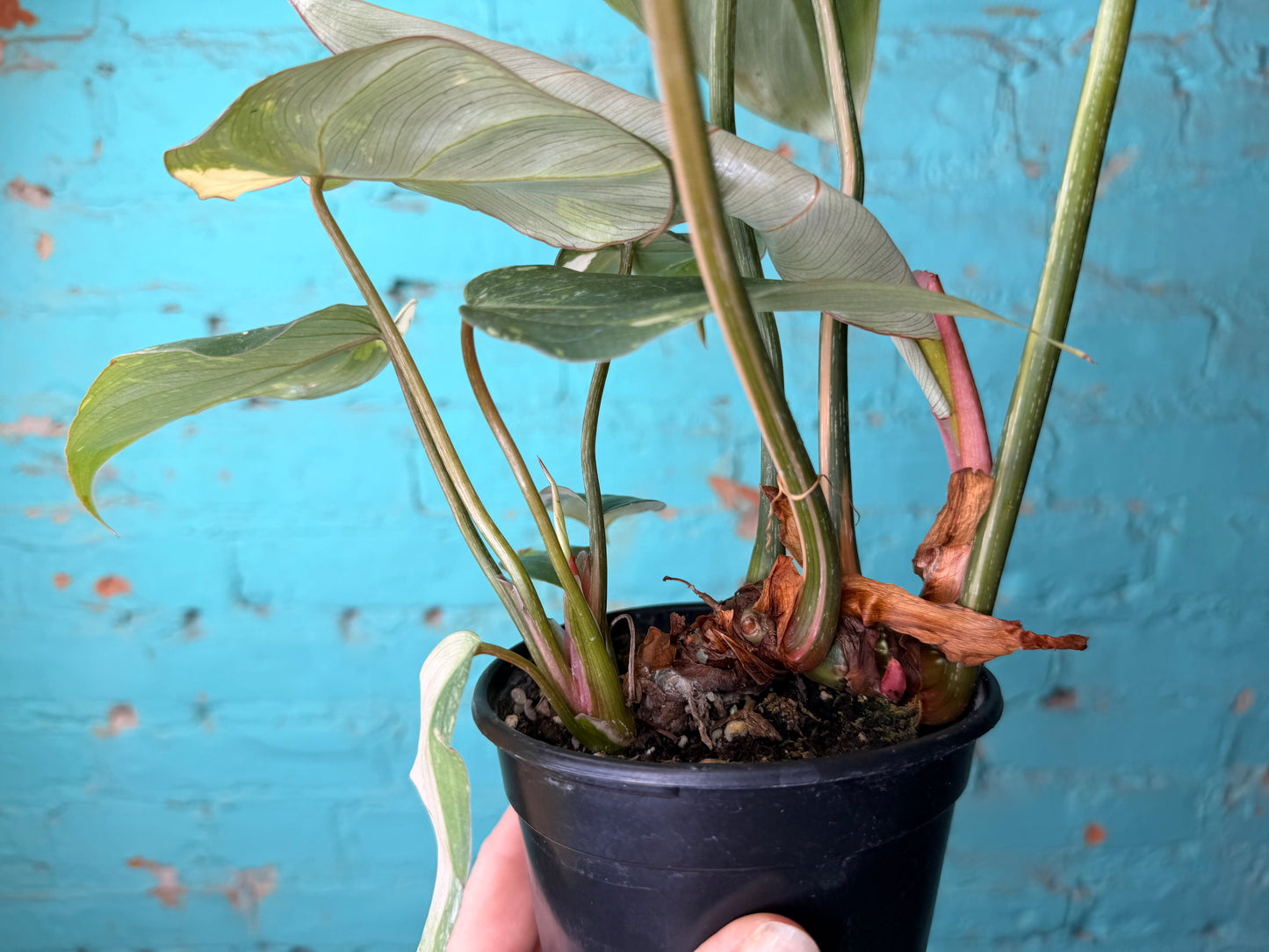 Philodendron Gloriosum Variegated Type 2